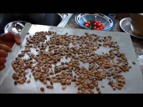 how to harvest seeds from a sunflower