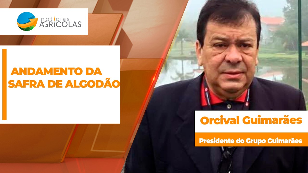 ANDAMENTO DA SAFRA DE ALGODÃO - EDIÇÃO 03-08-2026