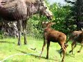 baby-twin-moose-with-mother-at-my-house.html