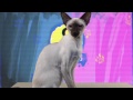 Sneak Peek of our Cat News Channel