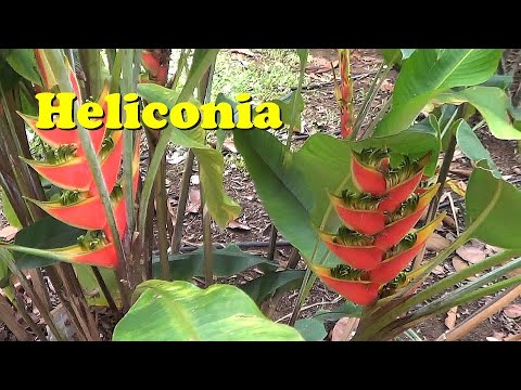 how to replant heliconias