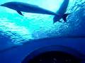 Sea paradise Yokohama Acuario de delfines