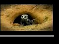 Battlestar Meerkat Manor Season 3