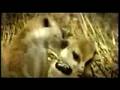 Battlestar Meerkat Manor Season 3