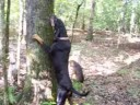 King Tree