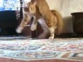 Voir la vidéo