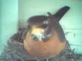 The Robin's Nest part 5