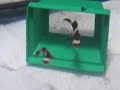 Percula Pair