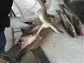 OUTSIDE ARTIE PALM:Bob Bagley fillets walleye