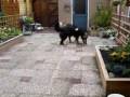 Dajo en Daisy