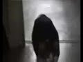 quand-mon-chat-se-prend-pour-1-chien-cat-like-a-dog.html