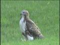 NYISE Hawk