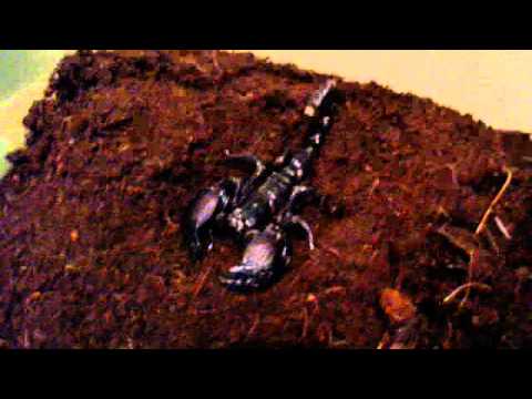 how to care for a emperor scorpion