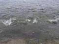 Blue fish feeding along shore near Wellfleet