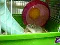 My hamster