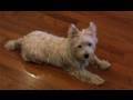 My Puppy's SECRET SHAME (and Paper Towns)