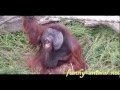 Orangutan opens mouth for food 