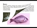 PESCI DEL MEDITERRANEO 3a PARTE