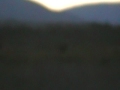 big bull moose in newfoundland