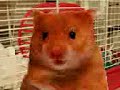 Hamster Hamster