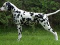 DALMATIAN PUPPIES by Eduardo Dur�n Haedo