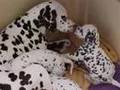 DALMATIAN PUPPIES by Eduardo Durán Haedo
