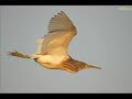 La Gaviota y el Hombre Piero