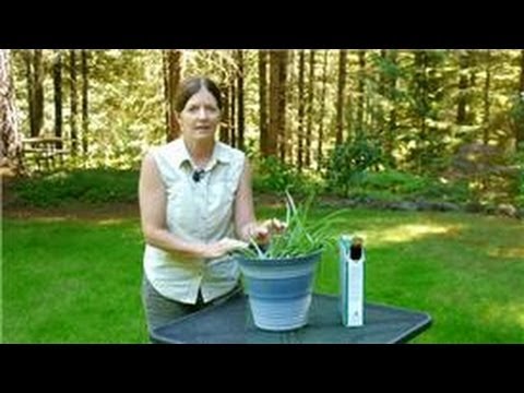 how to fertilize aloe