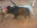 indy boar indy boar