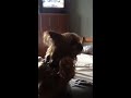 Click here to watch this video Yourkie with attitude