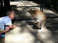 Baby checks out Baby Kangaroo