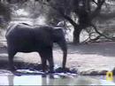 Fatty vs elephants