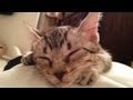 CUTEST KITTY EVER!