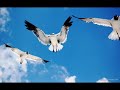 �zg�r �lmez-turnam gidersen mardine