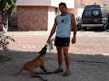 Entrenamiento cachorra Pastor Belga Malinois
