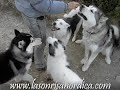 Perros N�rdicos LSN