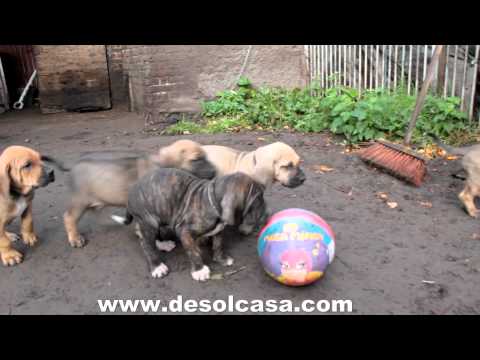 fila brasileiro