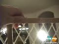 Evenflo Plastic Mesh Security Gate