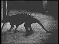 Last Tasmanian Tiger, Thylacine, 1933 Last Tasmanian Tiger, Thylacine, 1933