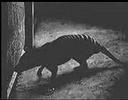 Last Tasmanian Tiger, Thylacine, 1933