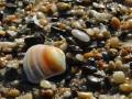 SeaTalk - Beachcombing