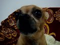 talking famous chihuahua!