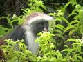 Zanzibar - The Red Colobus monkeys Zanzibar - The Red Colobus monkeys