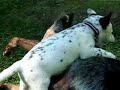 Ferocious blue heeler puppy Ferocious blue heeler puppy