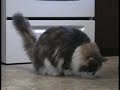 cat-tricks.html