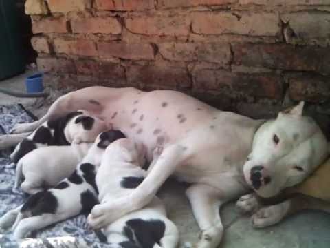 american pitbull