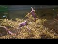 wandelnde-geige.html