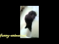 Dog wants to get on sofa failed