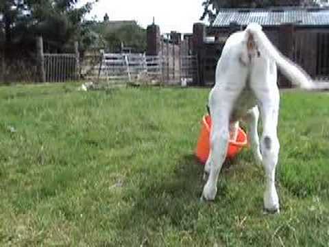 sheep milk