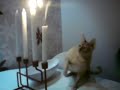 Cat putting out a candle...very funny